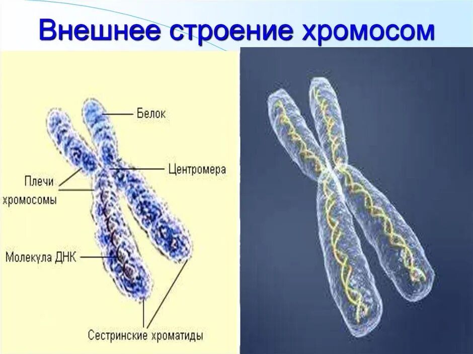 Пересадка хромосом