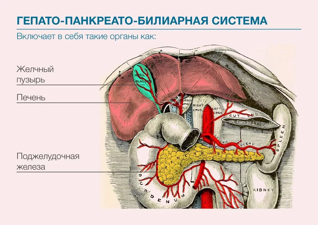 Панкреато билиарная патология. Гепато панкреато билиарная система. Органы билиарной системы это. Косвенные признаки патологии панкреатобилиарной зоны что это. Патология панкреато-билиарной зоны что это.