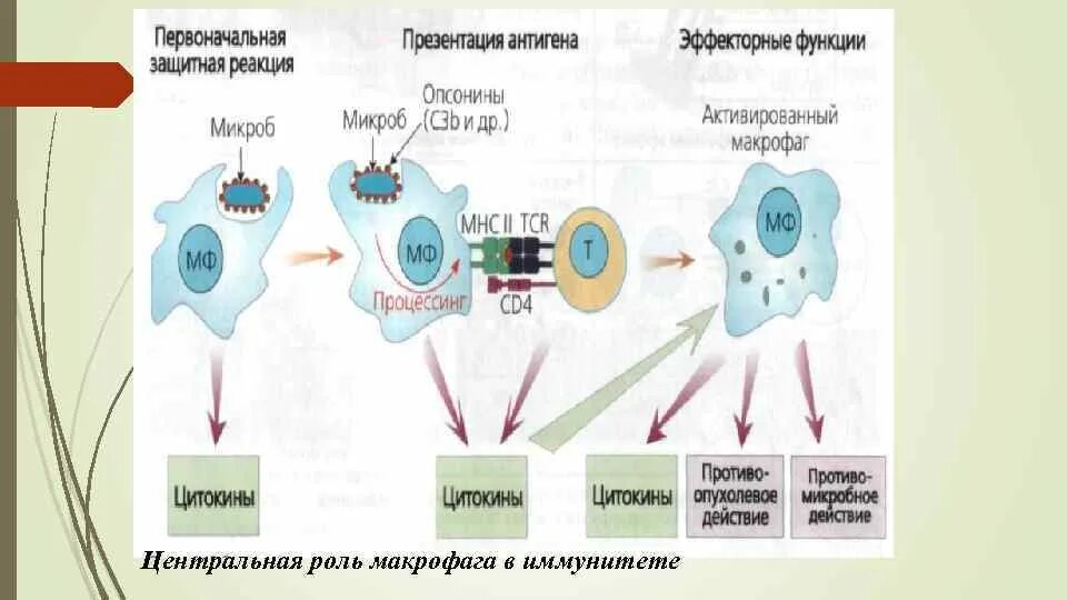 Роль макрофагов в иммунных реакциях. Роль макрофагов в иммунном ответе. Роль макрофагов в защитных реакциях организма. Макрофаги функции в иммунном ответе. Макрофаги иммунитет