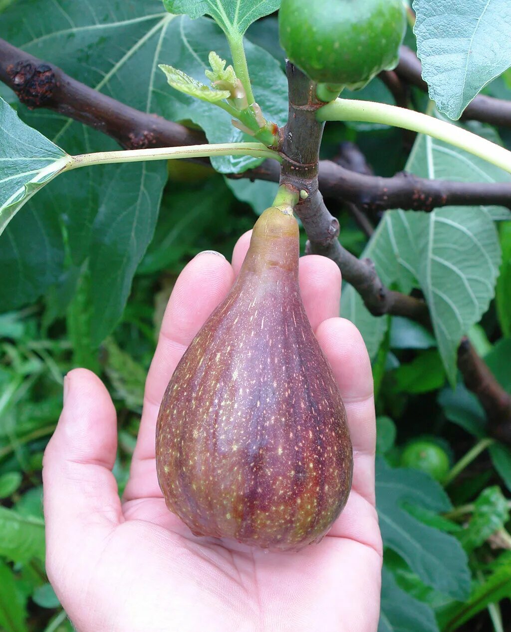 Инжир лардаро. Инжир королевский. Инжир далматский дерево. Инжир десерт кинг. Инжир сорт далматский.