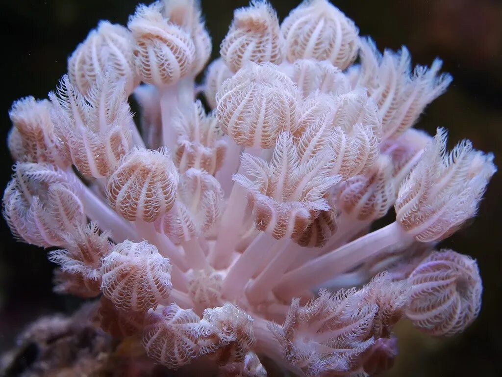 Коралловые полипы. Коралловые полипы актиния. Отоларинголог операция. Полипы ростов на дону. Ксения корал аквариум морской.