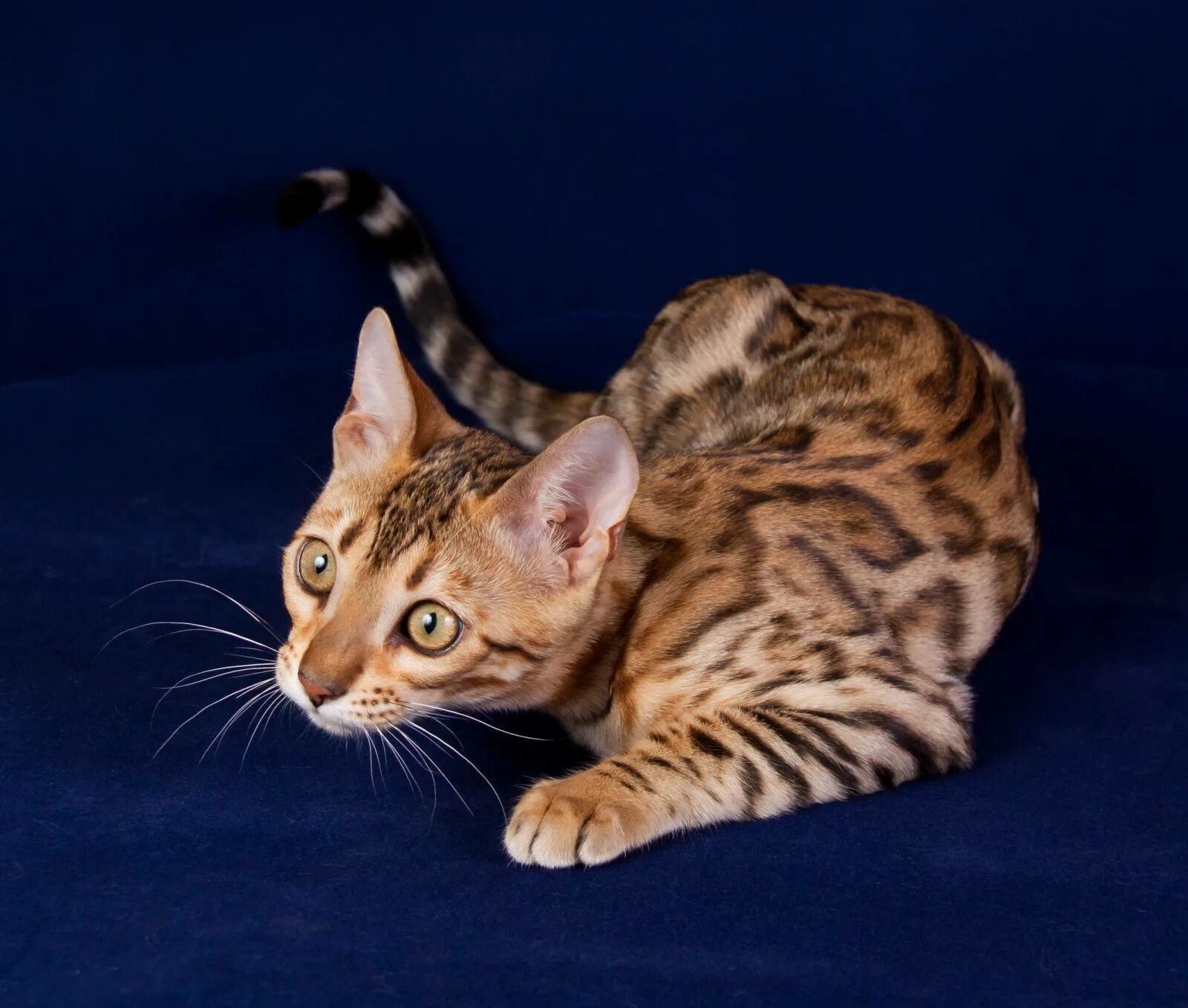 Бенгальская кошка. Кошки бенгальской породы. Бенгальская кошка породы кошек. Бенгальская короткошерстная кошка. Бенгальская порода характер