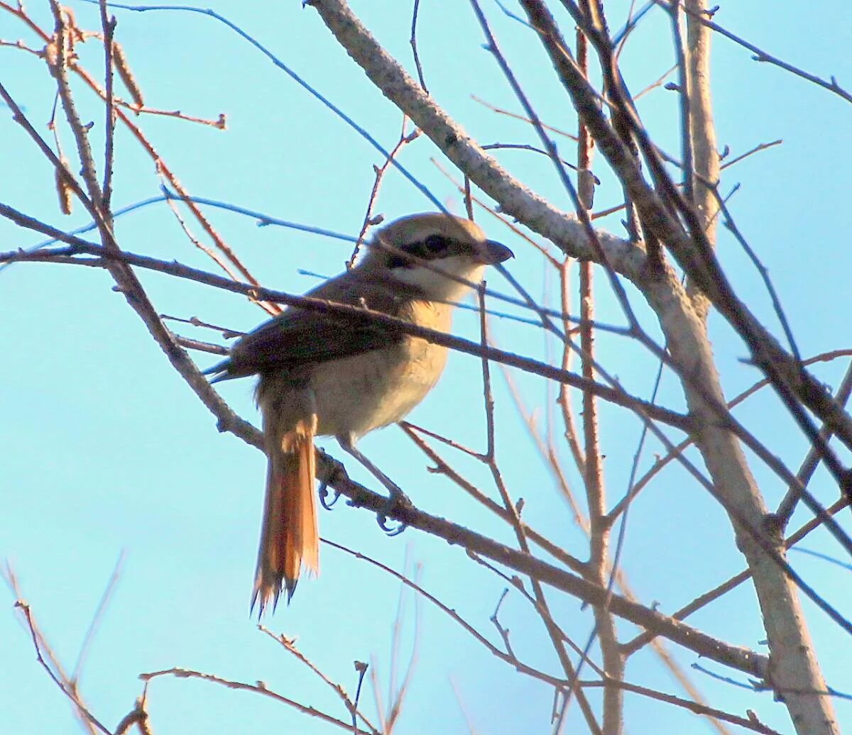 Обыкновенная чечётка (Acanthis flammea). Птицы Сибири.