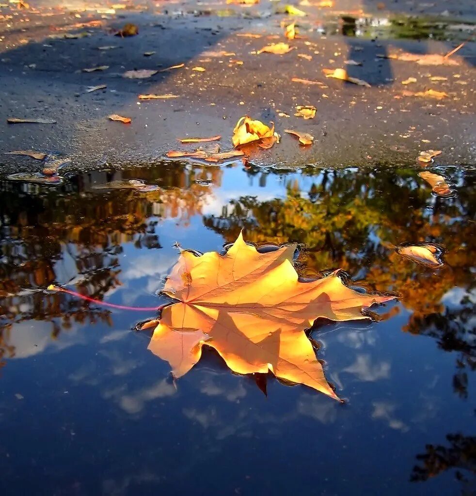 Осень листья давно облетели. Осенние лужи. Лужи осенью. Осень лужи. Листья на воде.