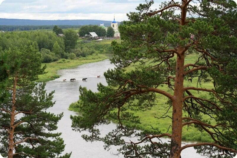 Река сосна. Сосна на Урале. Сосна на берегу реки. Сосны на Оке.