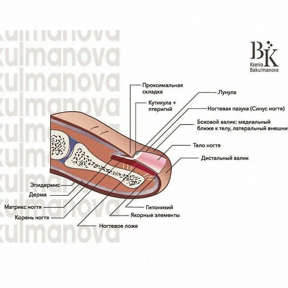 Онихобласты. Строение ногтевой пластины Матрикс. Строение ногтя Матрикс корень ногтя. Строение матрикса ногтя. Матрикс ногтевое ложе.