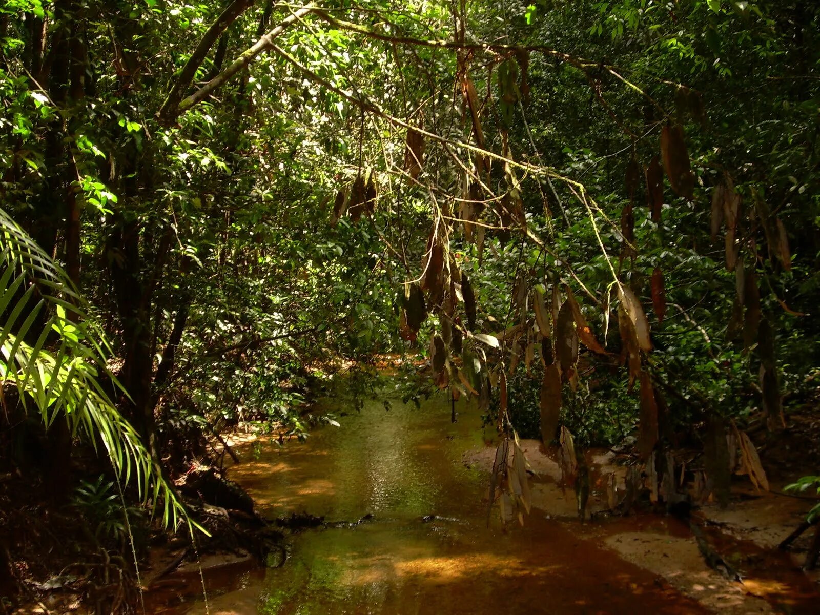 Лес Синхараджа Шри-Ланка. Синхараджа парк Шри Ланка. Лесной заповедник Синхараджа Шри Ланка. Дождевой лес Синхараджа.