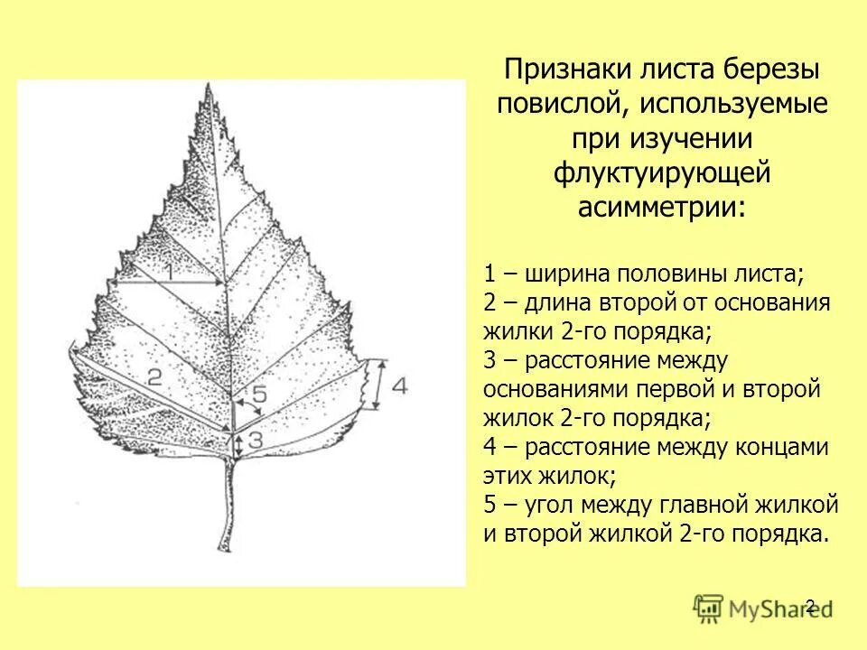 Особенности внешнего строения листьев дуба. Особенности внешнего строения листьев дуба