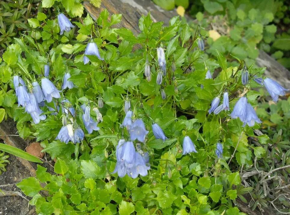 File:20170901Campanula rotundifolia2.jpg - Wikimedia Commons