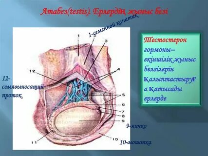 Мультфильмдегі жыныстық анатомия