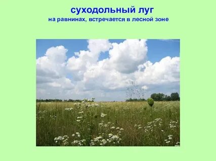 Естественные природные сообщества луг