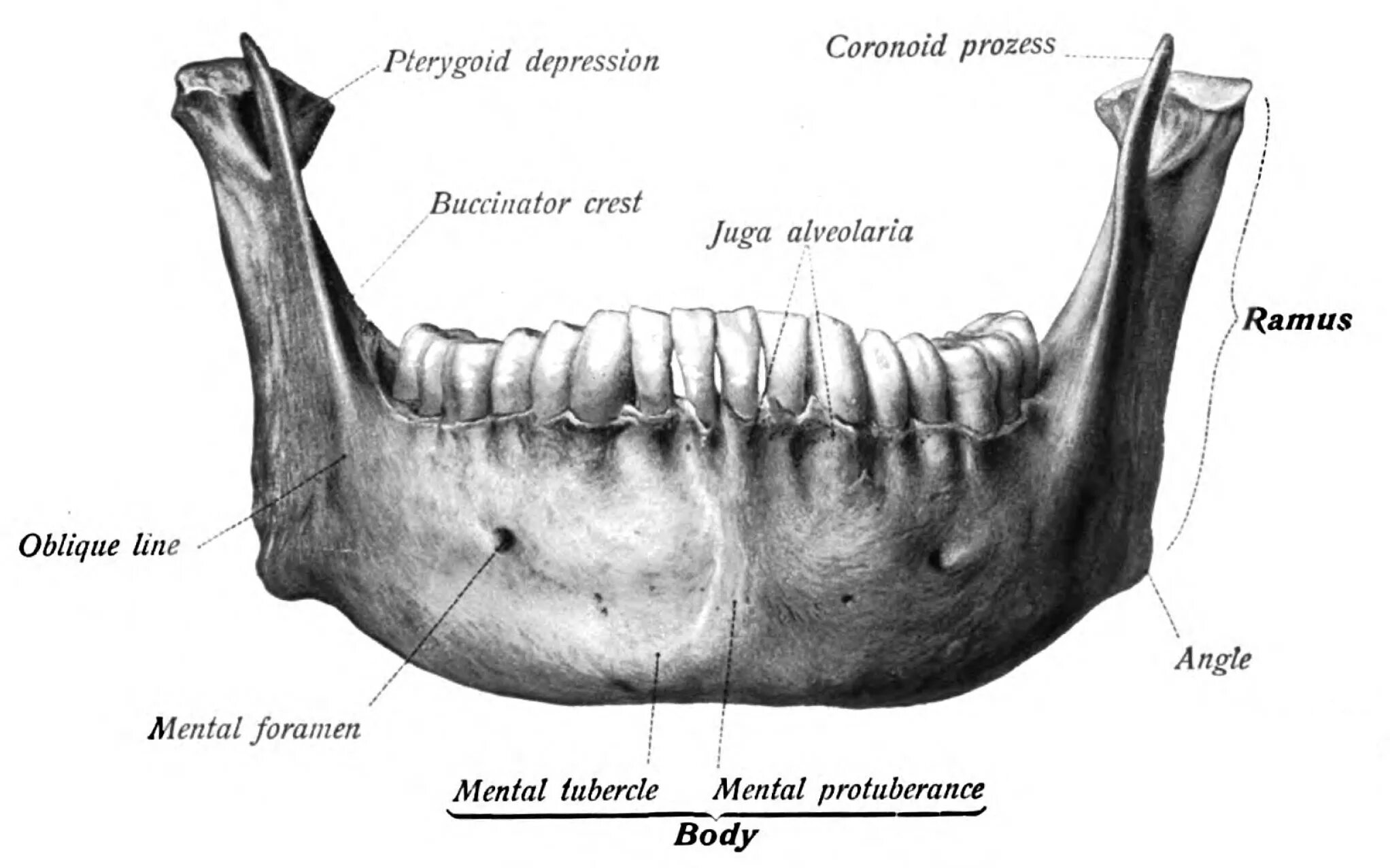 Подбородочный бугорок нижней челюсти. Нижняя челюсть вид снаружи и изнутри. Анатомия нижнечелюстной кости. Ячеистый отросток верхней челюсти. Челюсть на английском