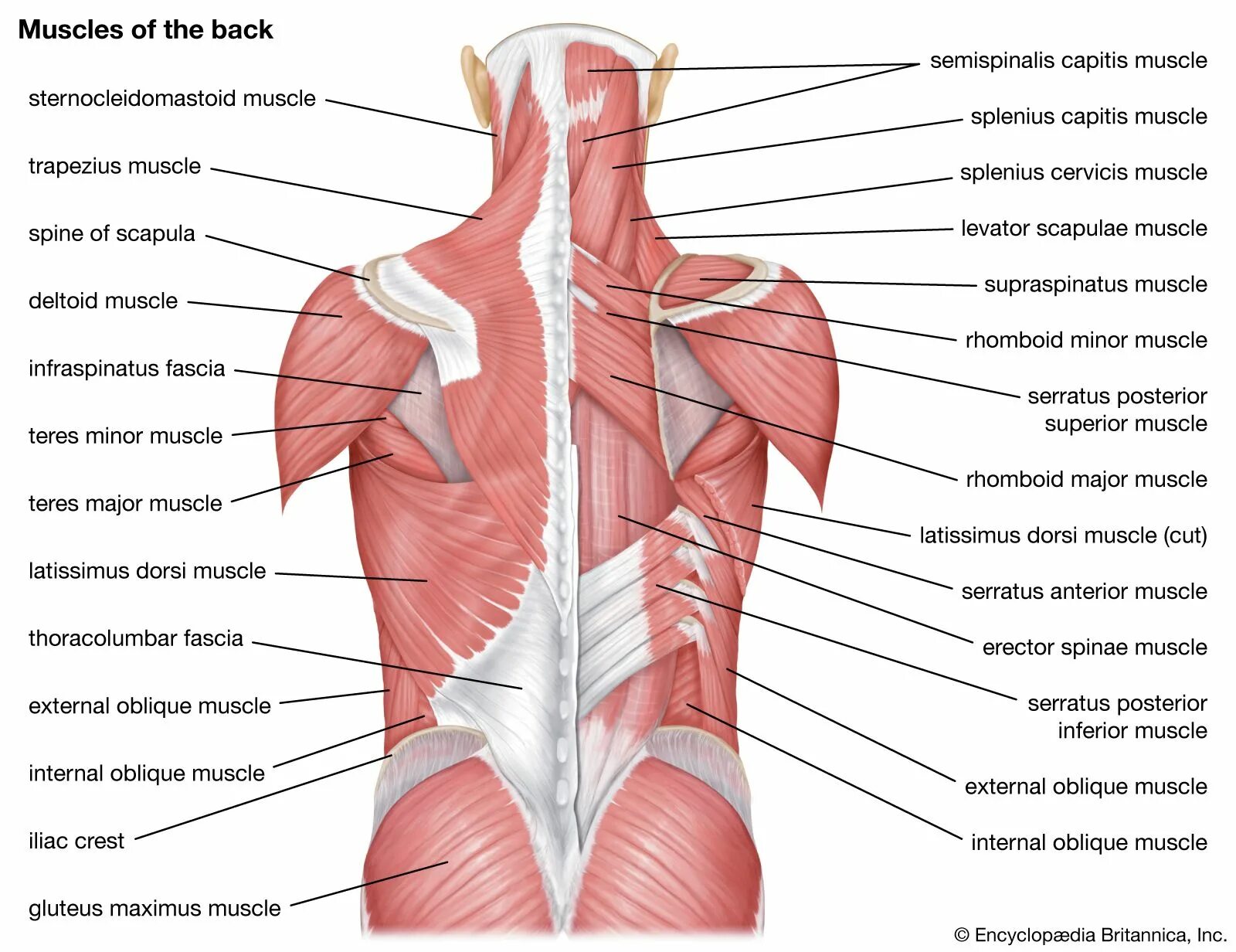 Что значит back. Мышцы спины. Мышцы спины анатомия. Расположение мышц на спине. Мышцы спины поверхностные и глубокие.
