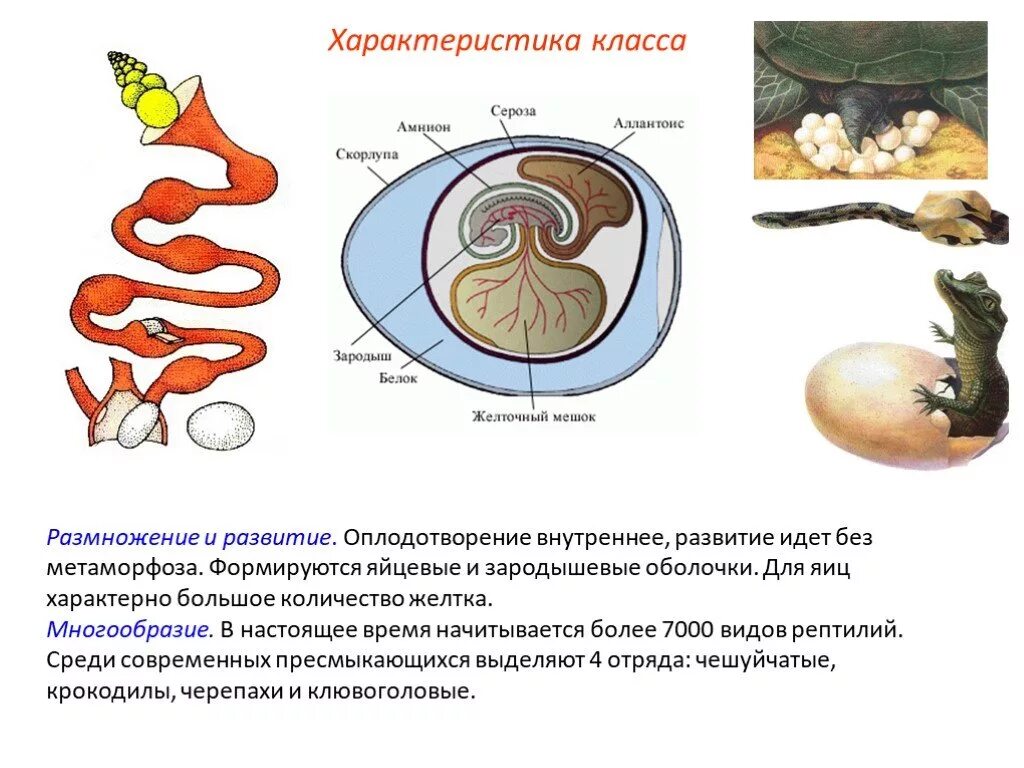 Тип оплодотворения у пресмыкающихся. Зародышевые оболочки яйца рептилий. Размножение оплодотворение развитие рептилий. Внутреннее оплодотворение рептилий. Внутреннее оплодотворение у пресмыкающихся.