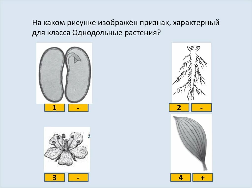 Признак характерный для класса однодольных растений. Признак характерный для класса двудольных растений рисунок. Признак характерный для класса однодольных растений рисунок. Характерные признаки класса Однодольные.