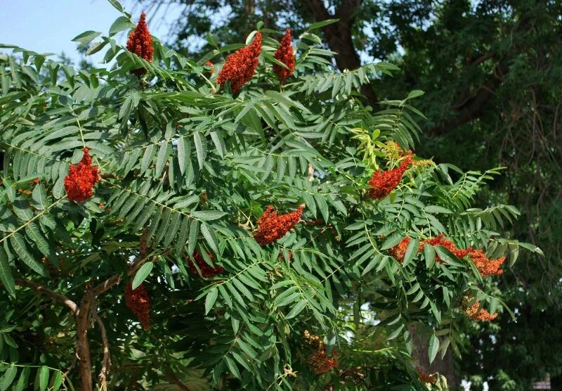 Сумах купить в москве. Пальма Сумах оленерогий. Сумах оленерогий Rhus typhina. Сумах пушистый оленерогий уксусное дерево. Сумах оленерогий уксусное дерево.