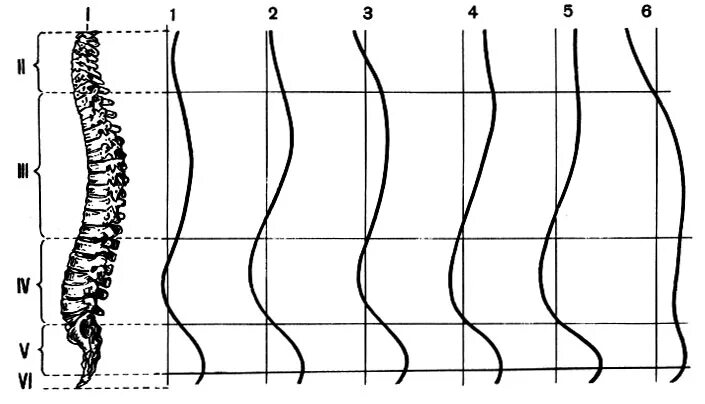 Изгиб кпереди. Изгибы позвоночного столба. Изгиб позвоночника кзади. Позвоночный столб изгибы. Отделы позвоночника и его физиологические изгибы.