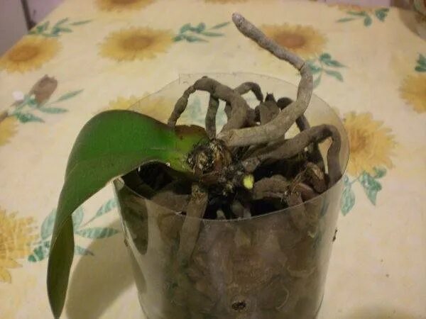 Омолаживание орхидеи фаленопсис. Прикорневые детки орхидеи фаленопсис. Детка орхидеи из пенька.