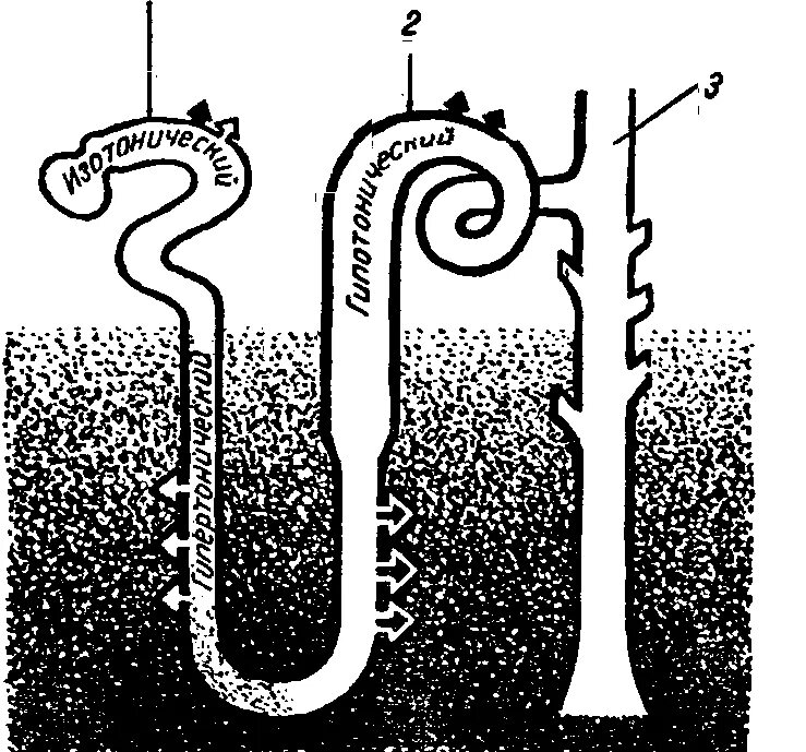 Фильтрация секреция и реабсорбция физиология почек. Механизмы реабсорбции натрия. Поворотно-противоточный механизм петли генле. Всасывание мочи. Фильтрация секреция и реабсорбция физиология почек.