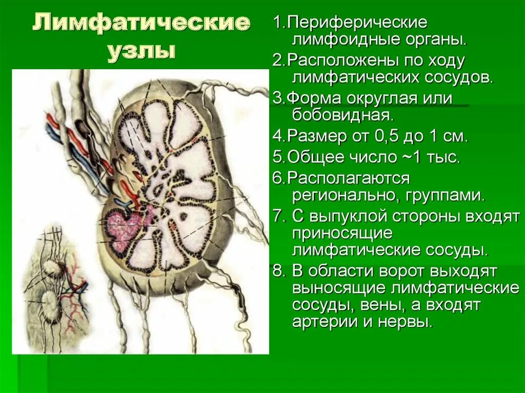 Корень лимфатического узла. Лимфатический узелок лимфатического узла. Регионарные лимфоузлы яичка. Лимфатические узлы их строение. Строение лимфатического узла.