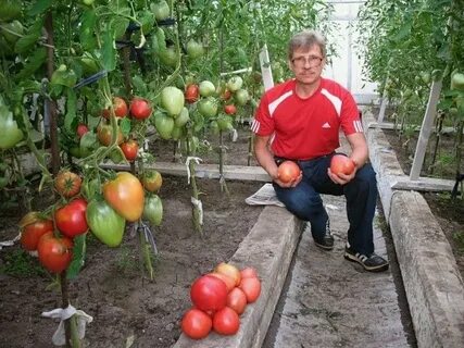 Выращивание помидор советы