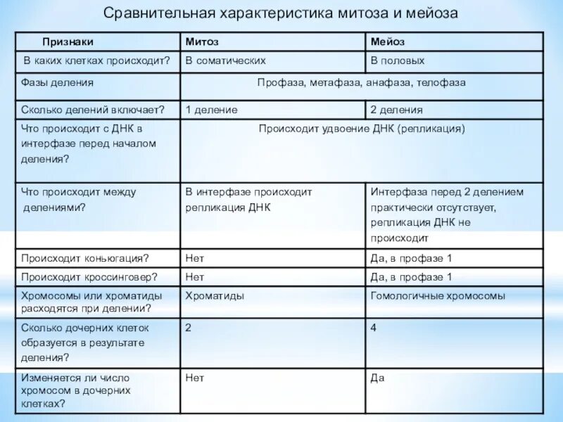 Сравнительная таблица закрепим изученный материал тип деления Картинки ХАРАКТЕРИСТИКА ПРОЦЕССОВ МИТОЗА