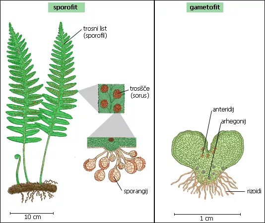 Спорофит папоротника. Заросток папоротника строение. Строение гаметофита папоротника. Гаметофит и спорофит.