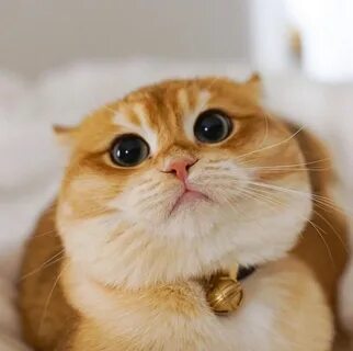 Коте ти
