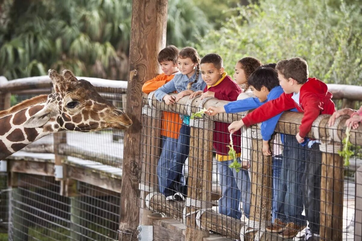 Going to the zoo tomorrow. Дети в зоопарке. Экскурсия в зоопарк для детей. Малыши в зоопарке. Фотосессия в зоопарке.