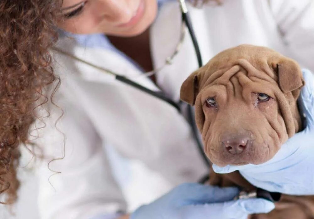 вызов ветврача на дом москва