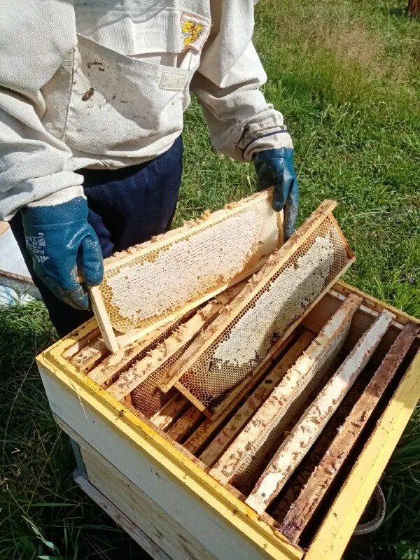 Пчеловодство в чувашии. Пасека в чувашии. Пасека дзизенко. Пасека в чувашии. Пчеловодство в чувашии.