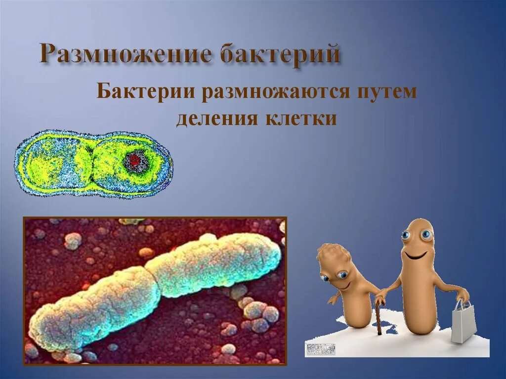 Размножение бактерий примеры. Размножение бактерий. Микробы размножаются. Размножение микроорганизмов. Размножение бактерий путем деления.
