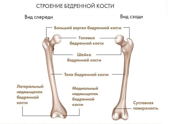 Гребенчатая линия бедренной кости. Строение бедренной кости анатомия. Бедренная кость анатомия строение. Особенности строения бедренной кости.