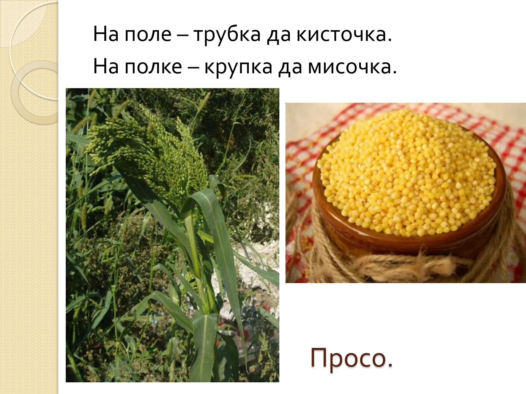 Пшена классы