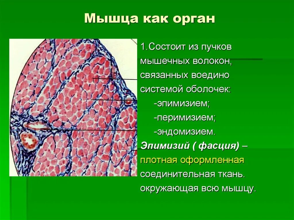Соединительная оболочка мышечных волокон. Соединительная ткань окружающая пучки мышечных волокон. соединительнотканная оболочка мышечного пучка. мышечные волокна окружены перимизием. мышца как орган.