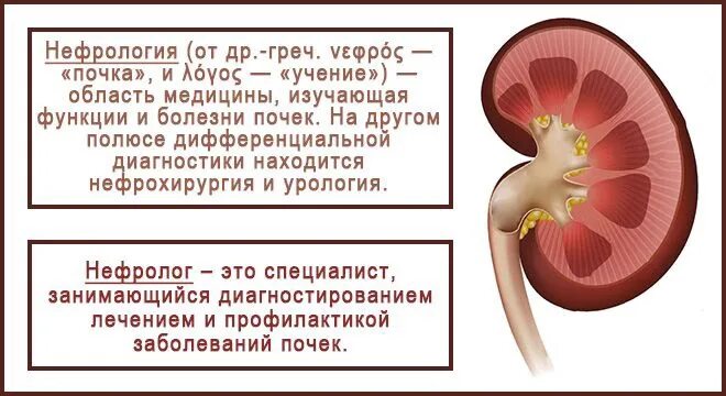 Врач по почкам у мужчин. Врач по заболеваниям почек. Почки нефролог. Специалист по заболеваниям почек. Урология и нефрология различия.