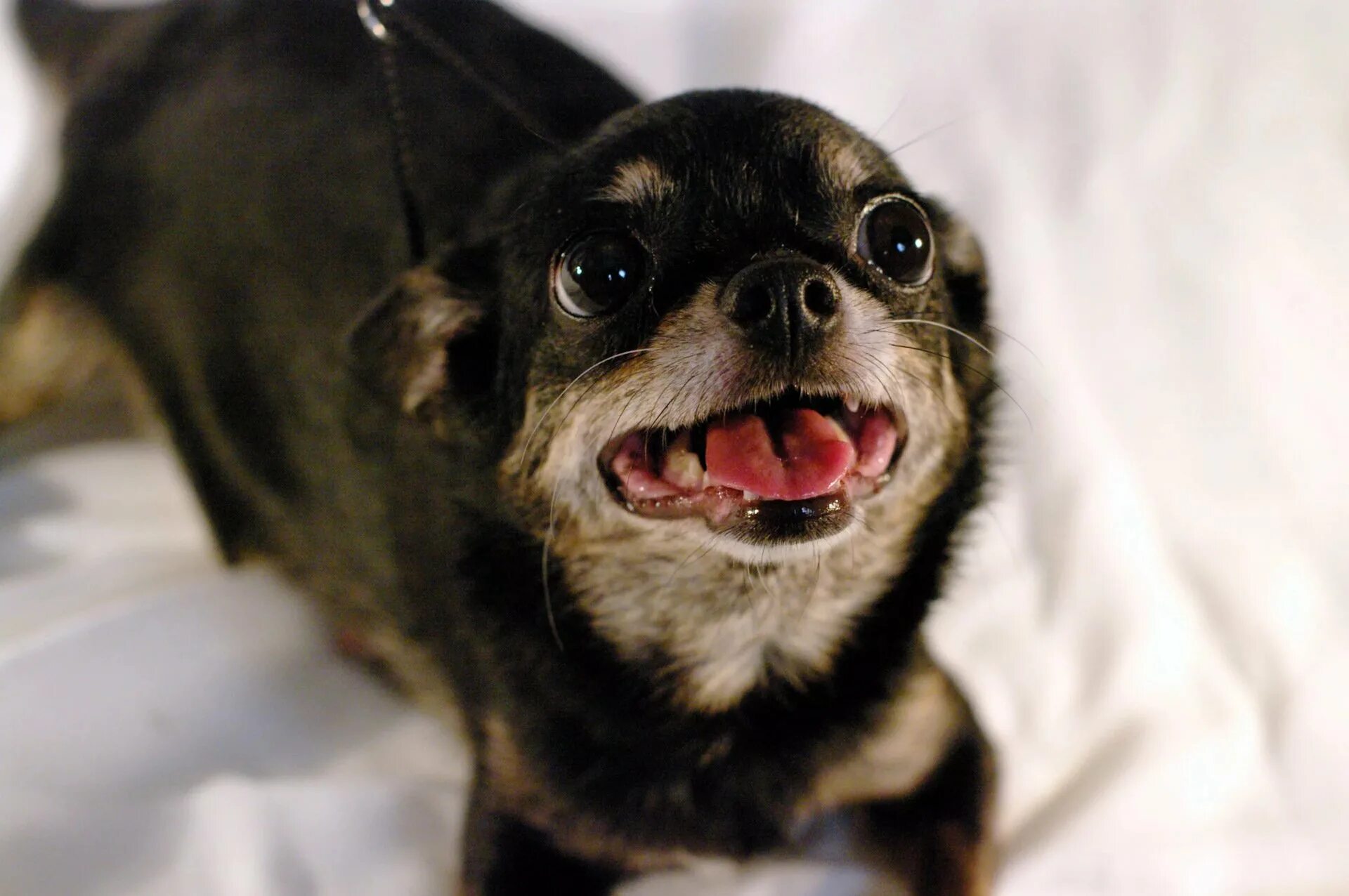 Чихуахуа пучеглазик. Бойцовый чихуахуа. Крошечный злой. Чихуахуа хуа злая. Крошечный злой.