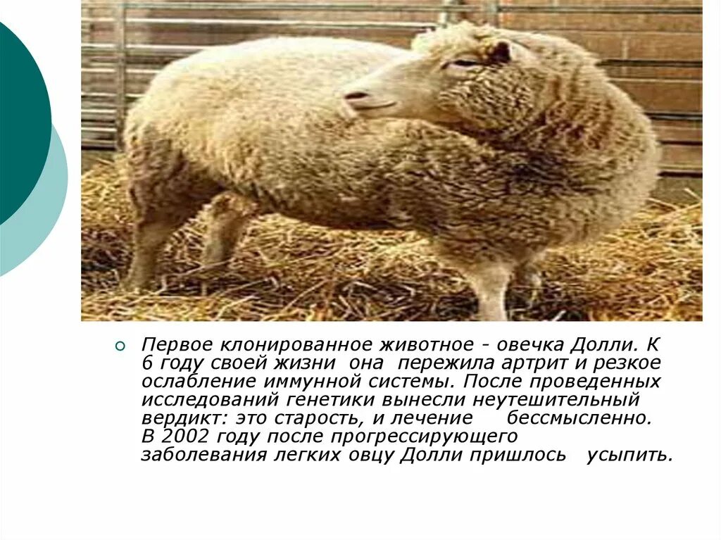 Клонирование животных овечка долли. Клонирование. Первая клонированное животное. Первая клонированное животное. Овечка долли клон.