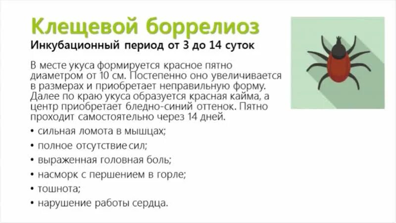 Укусил клещ что принимать для профилактики взрослым. Клещевой боррелиоз клиническая картина. Боррелиоз болезнь укус. Боррелиоз это боррелиоз клещевой. Клещевой энцефалит Таежный клещ.