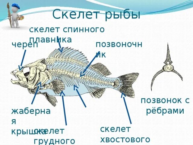 Скелет костной рыбы 7 класс биология. Скелет хвостового плавника костистой рыбы позвоночника. Внутреннее строение рыбы скелет. Скелет рыбы схема.