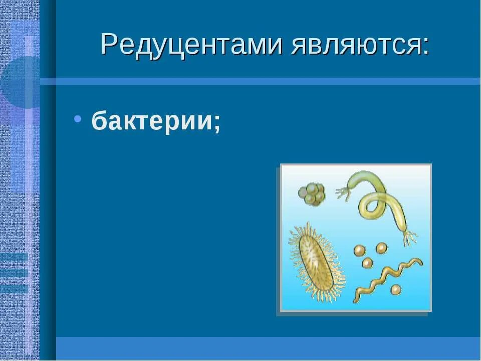 Бактерии редуценты. Редуцентами являются. Хемосинтезирующие бактерии в экосистеме. Хемосинтезирующие бактерии продуценты или редуценты.