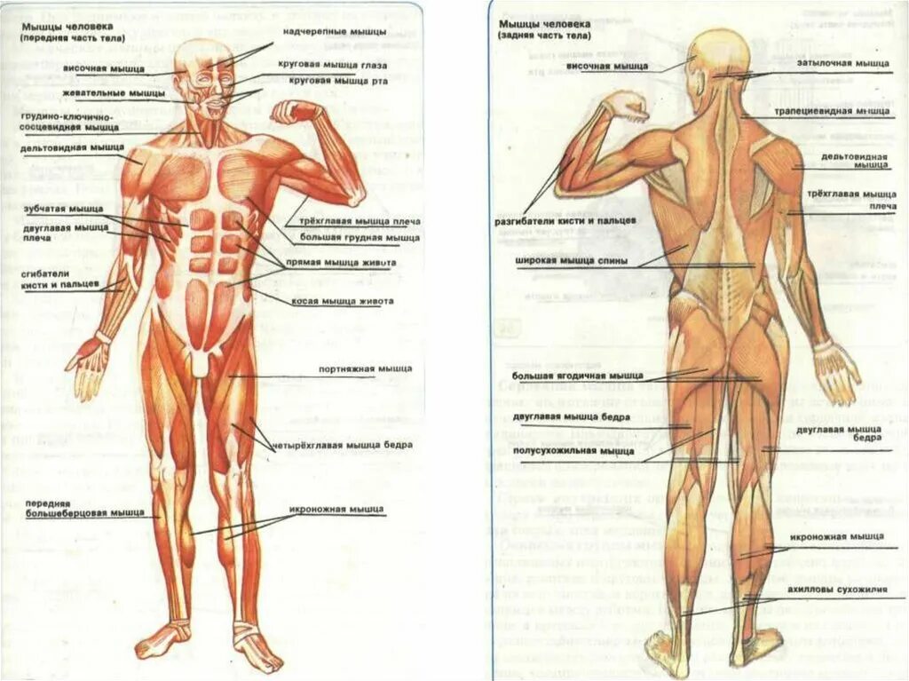 Описание мышц. Мышечная система человека схема. Строение мышц человека спереди и сзади. Мышечный скелет человека с названиями. Мышцы человека схема сзади.