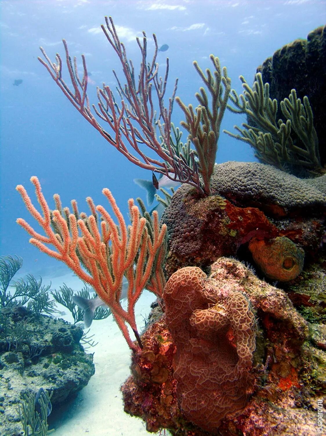 Подводный мир кораллов. Коралловый риф. Коралловые рифы Карибского моря. Барьерные рифы Карибского моря. Коралловый риф в Шарм Эль Шейхе.