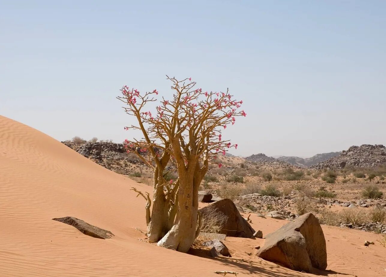 Швиль исраэль. Адениум тучный в пустыне. Сухой куст в пустыне. Обычный для пустыни куст 7 букв. Эфемеры пустыни калахари.