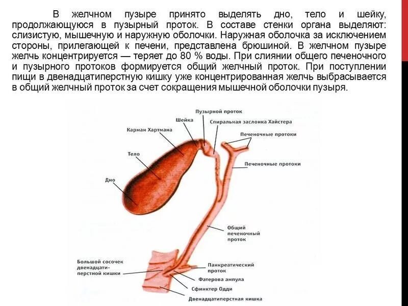 Желчный пузырь шейка тело. Изогнутая форма желчного пузыря. Загиб дна желчного пузыря. Желчный пузырь и протоки анатомия. Жёлчный пузырь патология с загибом.