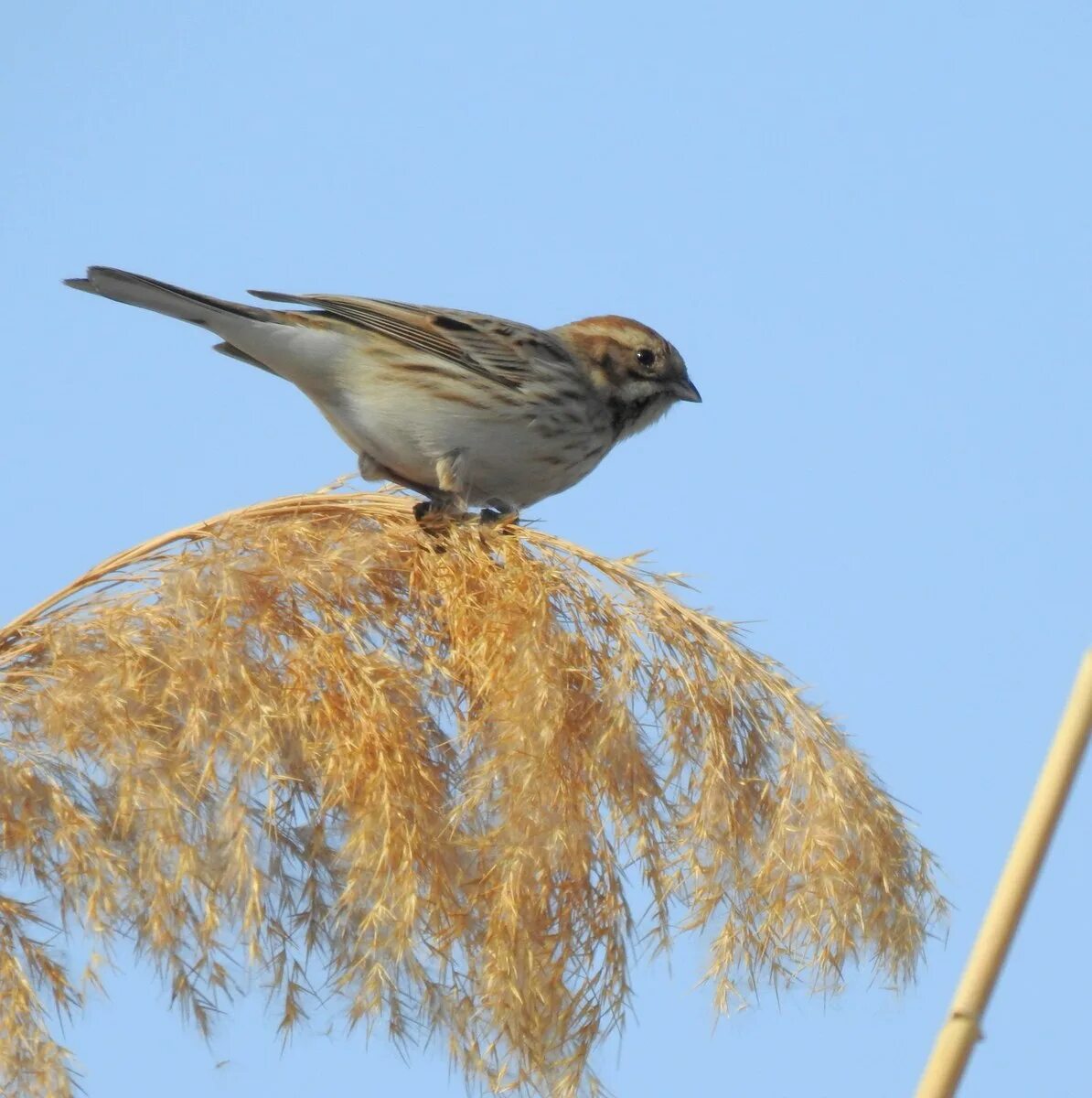 Овсянка, Камышовая, тростниковая (Emberiza schoeniclus). Камышовая овсянка птица. Болотная вьюрковая овсянка. Обыкновенная овсянка.