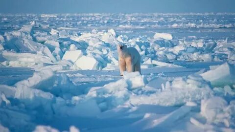 Круглый год господствует сухая и холодная арктическая