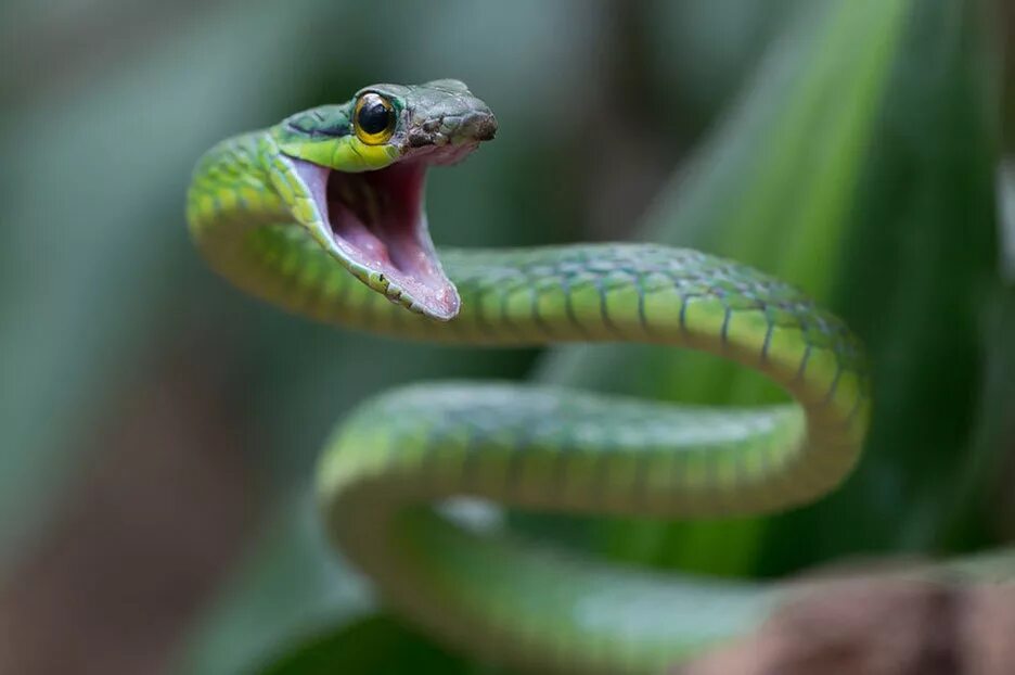 Snake bites