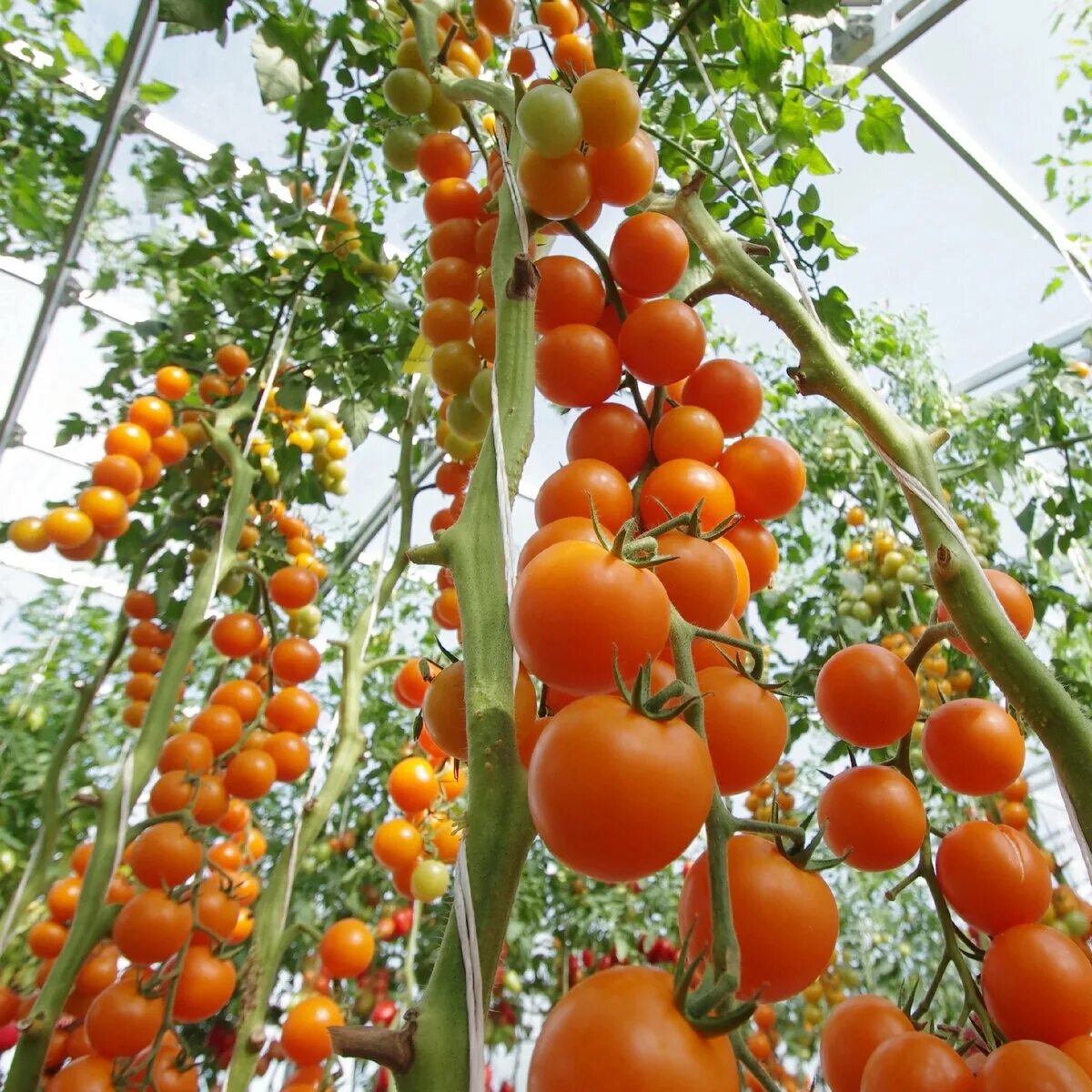 Самые урожайные томаты подмосковья. Томат черри Златояр f1. Партнер томат черри Златояр f1. Индетерминантные томаты черри. Томат черри Урожайный.
