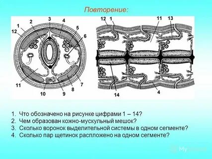 Кольчатые черви количество кругов кровообращения